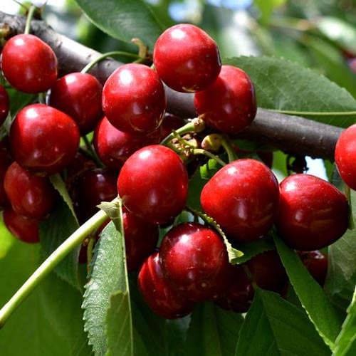 Czereśnia Lydia - Sadzonki: Ilość w opakowaniu: 1 sadz - GradinaMax