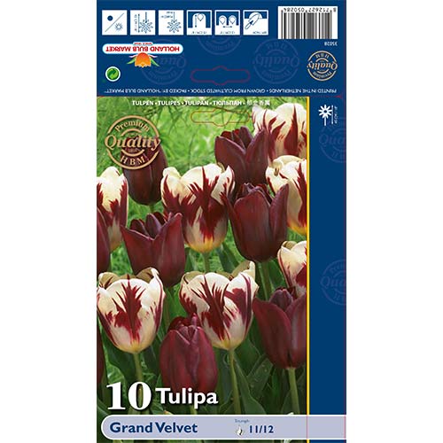 8 szt., Tulipan Grand Velvet, mix kolorów - Cebule: Ilość w opakowaniu: 8 szt.