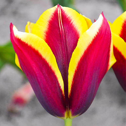 5 szt., Tulipan Triumph Gavota - Cebule: Ilość w opakowaniu: 5 szt.