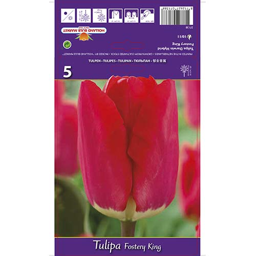 Tulipan Darwina Fostery King - Cebule: Ilość w opakowaniu: 5 szt. - GradinaMax