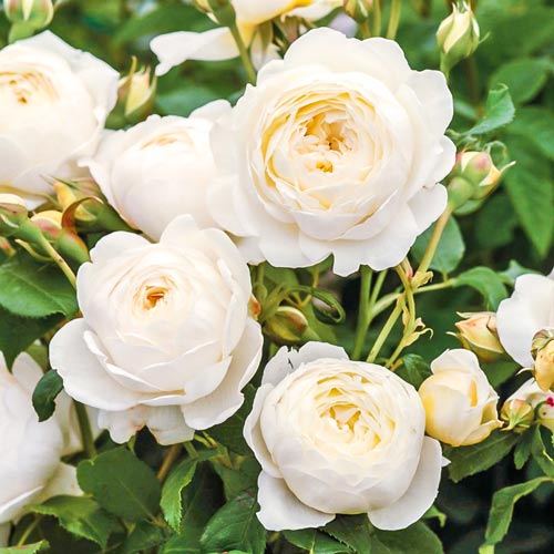 1 sadz, Róże angielskie Claire Austin - Sadzonki: Ilość w opakowaniu: 1 sadz