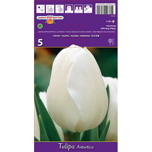 Tulipan Triumph Antarctica - Cebule: Ilość w opakowaniu: 5 szt. - GradinaMax