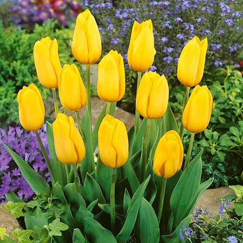 5 szt., Tulipan Strong Gold - Cebule: Ilość w opakowaniu: 5 szt.