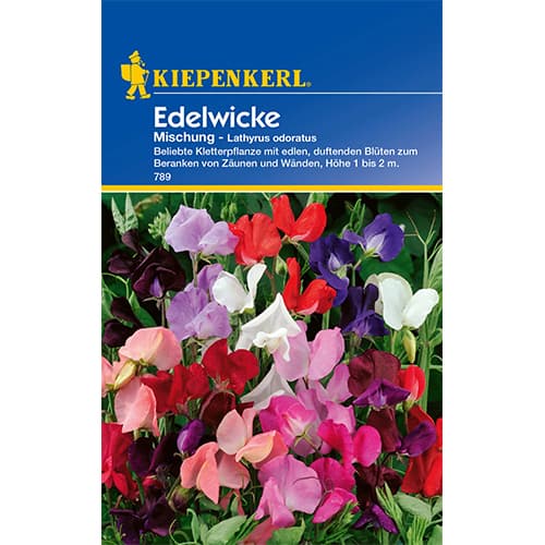 Groszek pachnący, mix - Nasiona. Ilość w opakowaniu: 1 opak - GradinaMax