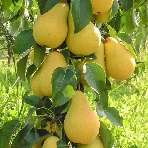 Grusza kolumnowa Decora - Sadzonki: Ilość w opakowaniu: 1 sadz - GradinaMax