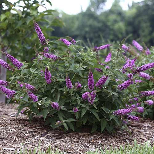 1 sadz, Budleja Pink Micro Chip PBR, С3 - Sadzonki: Ilość w opakowaniu: 1 sadz