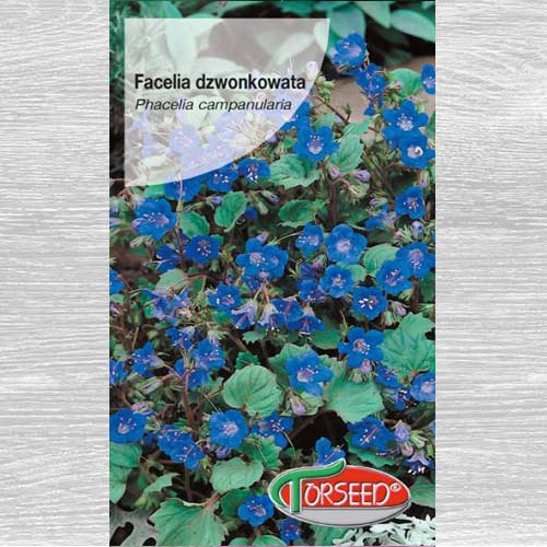 1 szt, Facelia dzwonkowata - Nasiona: Ilość w opakowaniu: 0.5 g