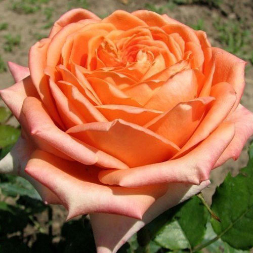 1 szt, Róża wielkokwiatowa Eldorado - Sadzonki: Ilość w opakowaniu: 1 sadz