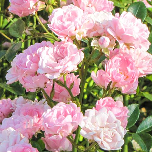 1 sadz, Róża Virgo Fairy - Sadzonki: Ilość w opakowaniu: 1 sadz