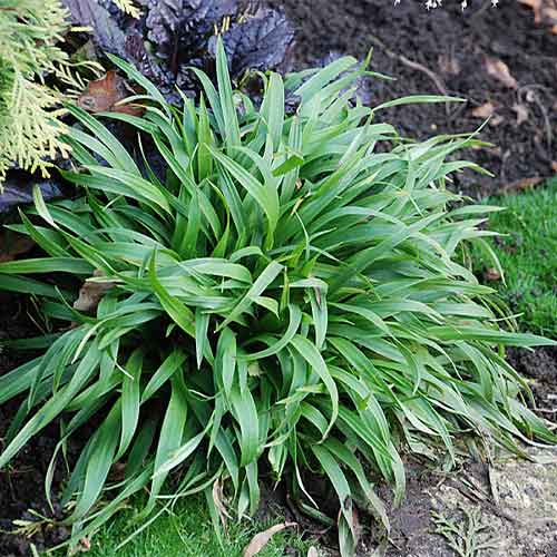 1 sadz, Kosmatka olbrzymia - Sadzonki: Ilość w opakowaniu: 1 sadz