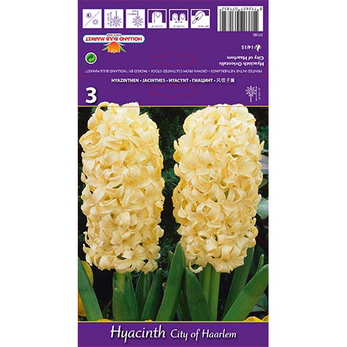 3 szt., Hiacynt City of Haarlem - Cebule: Ilość w opakowaniu: 3 szt.