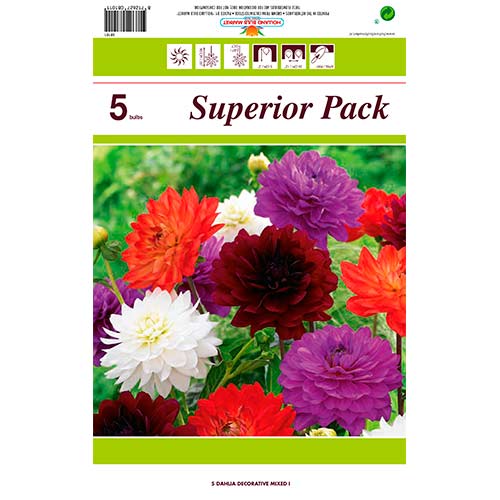 1 szt, Dalia dekoracyjna, mix kolorów - Byliny: Ilość w opakowaniu: 5 szt.