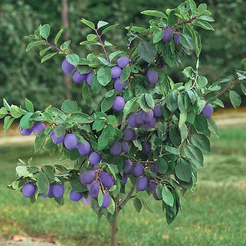 1 szt, Mini Śliwa Robusto - Sadzonki: Ilość w opakowaniu: 1 sadz