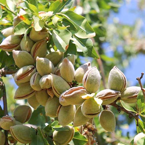 1 szt, Migdałowiec Guara - Sadzonki: Ilość w opakowaniu: 1 sadz