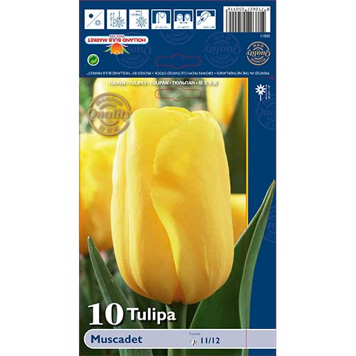 10 szt., Tulipan Triumph Muscadet - Cebule: Ilość w opakowaniu: 10 szt.