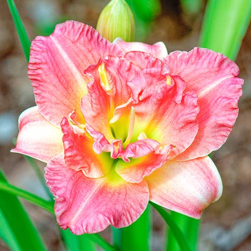 Liliowiec (Hemerocallis) Pink - Cebule: Ilość w opakowaniu: 1 none - GradinaMax