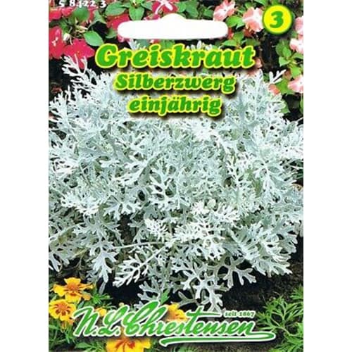 Starzec popielny - Nasiona. Ilość w opakowaniu: 1 opak - GradinaMax