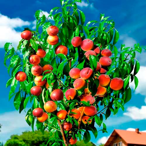 1 szt, Brzoskwinia DUO - Sadzonki: Ilość w opakowaniu: 1 sadz