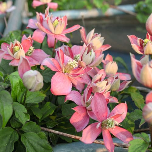 Clematis (Powojnik) Marjorie - Sadzonki: Ilość w opakowaniu: 1 sadz - GradinaMax