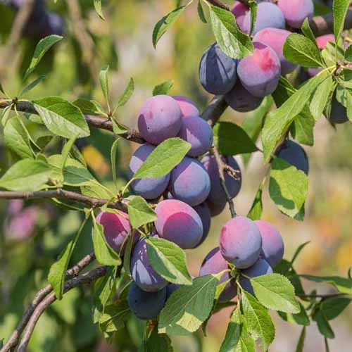 1 sadz, Śliwa Amers - Sadzonki: Ilość w opakowaniu: 1 sadz
