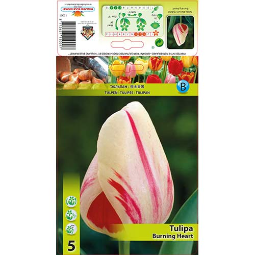 5 szt., Tulipan Darwina Burning Heart - Cebule: Ilość w opakowaniu: 5 szt.
