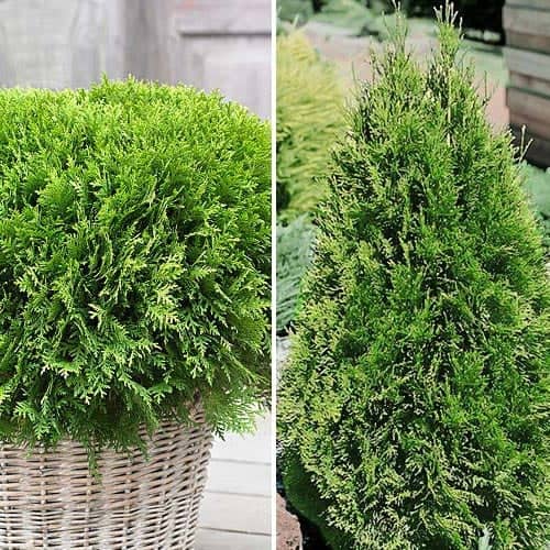 Super oferta! Zestaw Iglasty Duet, 2 sadzonki - Sadzonki. Ilość w opakowaniu: 2 sadz - GradinaMax