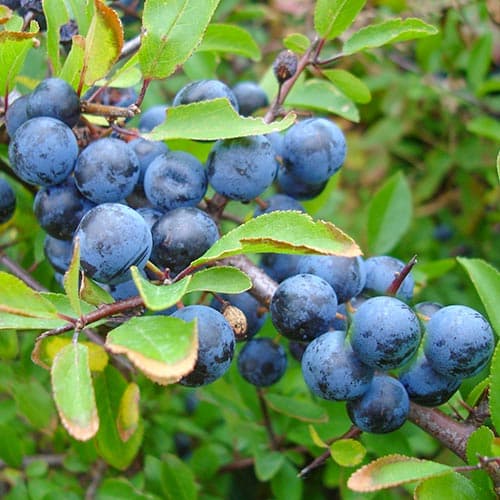 1 sadz, Sliwa tarnina - Sadzonki: Ilość w opakowaniu: 1 sadz