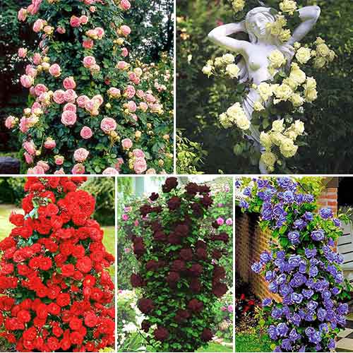 5 sadz, Super Oferta! Zestaw róż pnących 5-ciu sadzonek - Sadzonki: Ilość w opakowaniu: 5 sadz