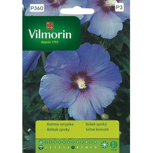 1 szt, Ketmia syryjska niebieska (Hibiskus) Vilmorin - Nasiona: Ilość w opakowaniu: 0.5 g