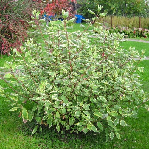 1 szt., Dereń biały Elegantissima - Sadzonki: Ilość w opakowaniu: 1 szt.