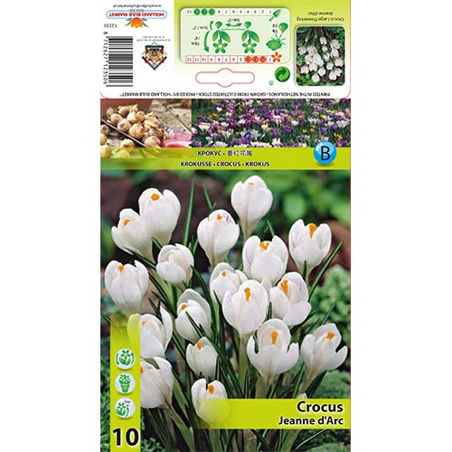 Krokus Jeanne d'Arc - Cebule: Ilość w opakowaniu: 10 szt. - GradinaMax