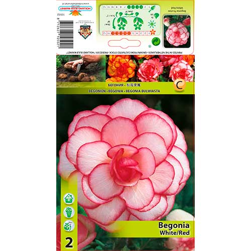 1 szt, Begonia Picotee biało-czerwona - Byliny: Ilość w opakowaniu: 2 szt.