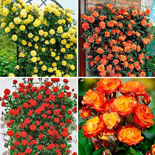 Zestaw róż Tango, 4 sadzonki - Sadzonki. Ilość w opakowaniu: 4 sadz - GradinaMax