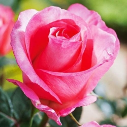 1 sadz, Róża wielkokwiatowa Diane - Sadzonki: Ilość w opakowaniu: 1 sadz