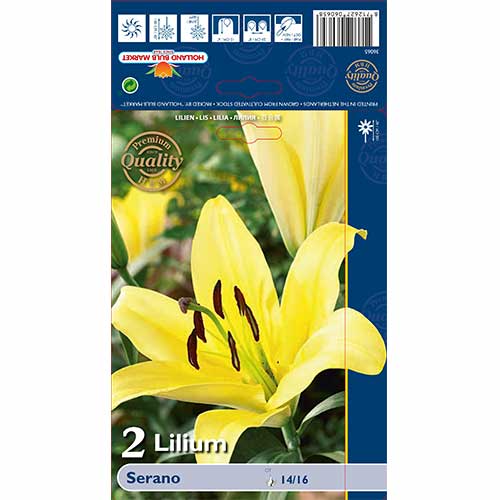2 szt., Lilia Serano - Cebule: Ilość w opakowaniu: 2 szt.