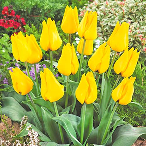 5 szt., Tulipan Golden Tango - Cebule: Ilość w opakowaniu: 5 szt.