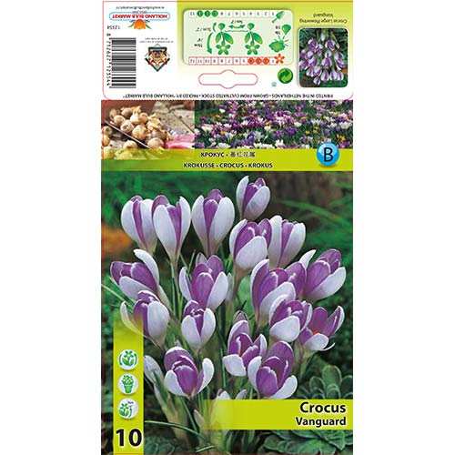 Krokus Vanguard - Cebule: Ilość w opakowaniu: 10 szt. - GradinaMax