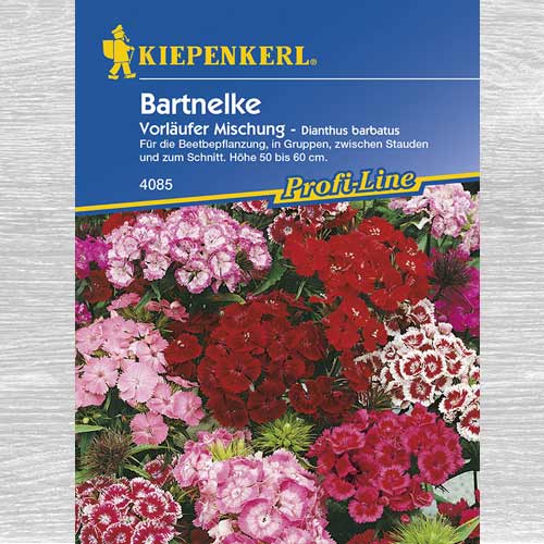 1 szt, Goździk brodaty Vorläufer, mieszanka - Nasiona: Ilość w opakowaniu: 1 opak