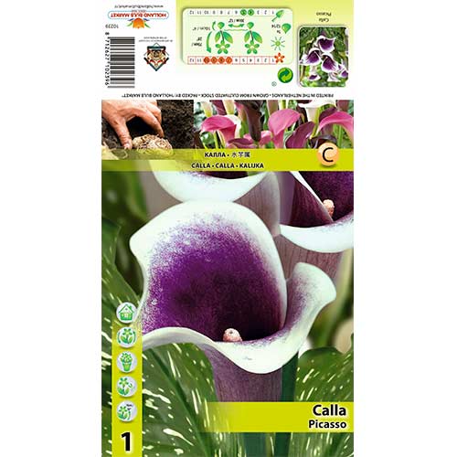 1 szt, Kalla (Cantedeskia) Picasso - Cebule: Ilość w opakowaniu: 1 szt.