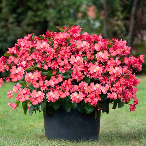 1 szt, Begonia stale kwitnąca niska Vera F1 czerwona Legutko - Nasiona: Ilość w opakowaniu: 0.1 g