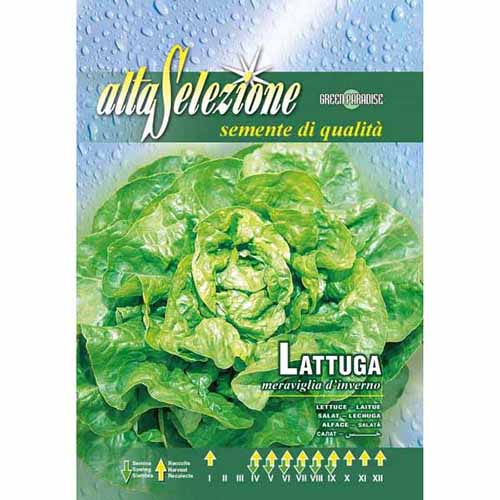 1 szt, Sałata Meraviglia d'Inverno Morami - Nasiona: Ilość w opakowaniu: 8 g