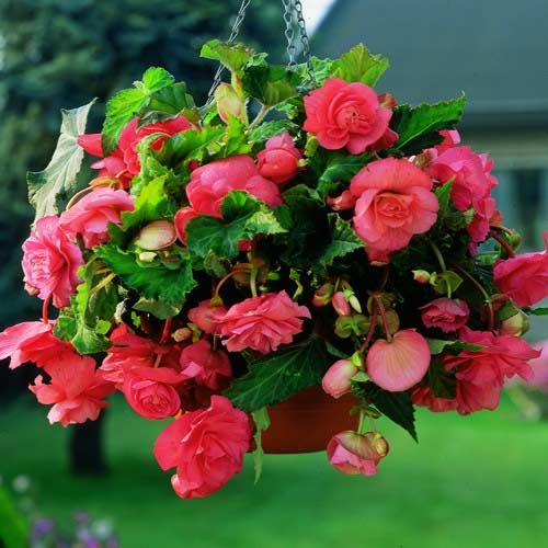 1 szt, Begonia bulwiasta drobnokwiatowa o pędach zwisających Pendula F1, różowa - Nasiona: Ilość w opakowaniu: 0,05 g