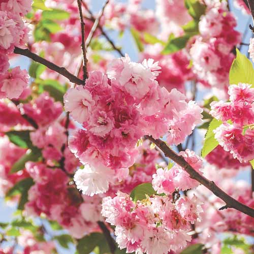 Wiśnia piłkowana Pink Perfection - Sadzonki: Ilość w opakowaniu: 1 sadz - GradinaMax