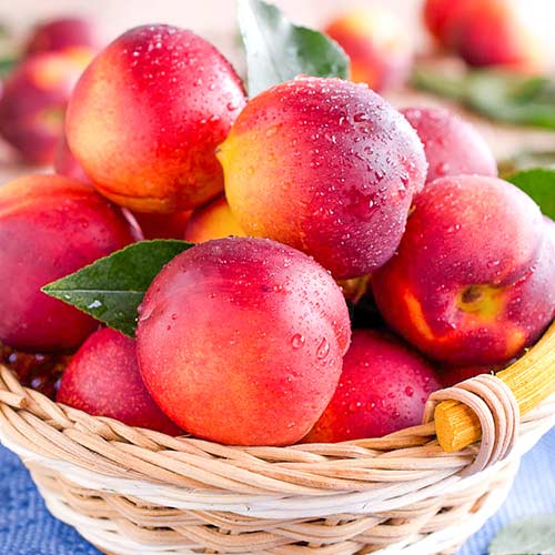 Nektaryna Caldesi 2000 - Sadzonki. Ilość w opakowaniu: 1 sadz - GradinaMax