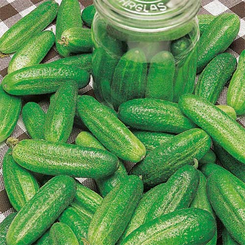 1 szt, Ogórek Fason F1 - Nasiona: Ilość w opakowaniu: 5 g