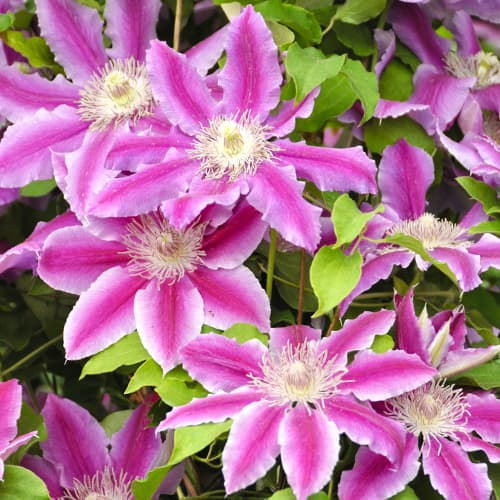 Clematis (Powojnik) Tudor - Sadzonki: Ilość w opakowaniu: 1 sadz - GradinaMax