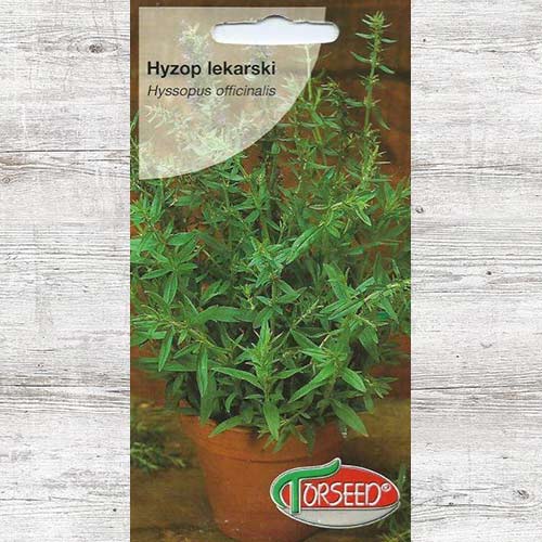 1 szt, Nasiona Hyzop lekarski - Nasiona: Ilość w opakowaniu: 0.2 g