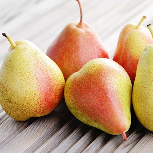 Grusza Santa Maria - Sadzonki: Ilość w opakowaniu: 1 sadz - GradinaMax