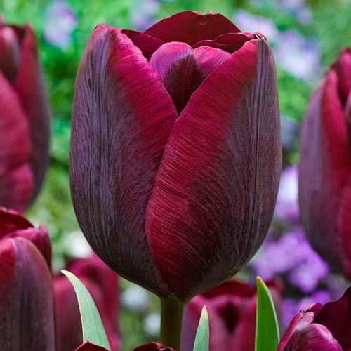 2 szt., Korzystny zakup! Tulipan Triumph Ronaldo - Cebule: Ilość w opakowaniu: 2 szt.