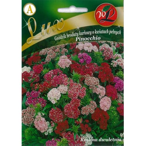 1 szt, Goździk brodaty Pinocchio, mix kolorow - Nasiona: Ilość w opakowaniu: 0.5 g